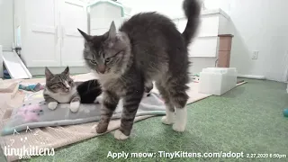 Ivan demanding his dinner is the best thing ever TinyKittens com