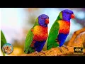 Download Lagu 5 Hours of Relaxing Classical Music and Stunning Birds 4K