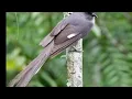 Download Lagu SUARA PIKAT MURAI AIR DI HUTAN