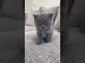 Download Lagu This baby British Shorthair has stolen my heart! 💕🐱 #cat  #shorts  #britishshorthair