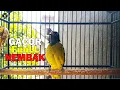 Lagu Suara Tembakan Keras Cucak Kurincang Gacor, Cocok Buat Pancingan/Masteran