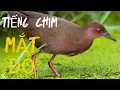 Download Lagu TIẾNG CHIM MẮT ĐỎ KÊU CHUẨN