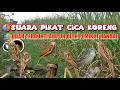 Suara Pikat Cica Koreng//Masteran Cica Koreng