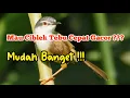 Download Lagu Cara Agar Ciblek Tebu Cepat Gacor dan Rajin Bunyi
