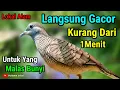 Download Lagu Perkutut Lokal Gacor Suara Pancingan Perkutut Paling Ampuh Langsung Nyaut #perkututlokalgacor 