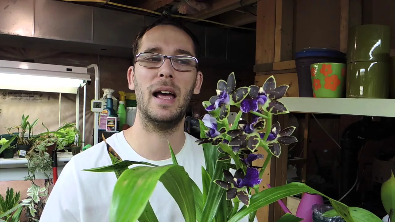 UPDATE! RESCUE CATTLEYA ORCHID AND SOME BEAUTIFUL BLOOMS