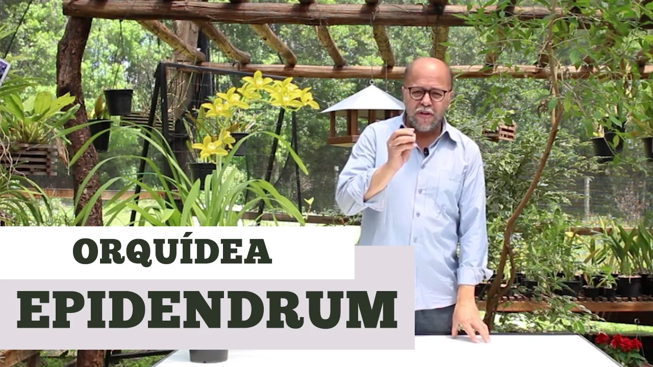 COMO CUIDAR DE ORQUIDEA EPIDENDRUM