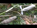 Download Lagu How to air layering lemon tree || grafting lemon trees#Shorts
