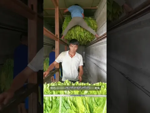 तंबाकू खाने वाले ये वीडियो जरूर देखें!😱 #facts #youtubeshorts #shortvideo #shorts