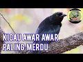 Download Lagu awar awar edan | burung MACET langsung nyaut