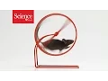 Even in the wild mice run on wheels