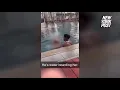 Antonio Brown Flashing Guests At Hotel Pool