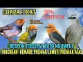 Lagu Suara pikat Trucukan Kombinasi Kemade Prenjak lumut Prenjak kepala merah paling ampuh 2024