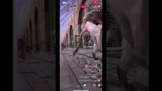 قرد مسوي بث ويسوي 18 