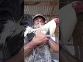 How handlers would use Heat to treat a rooster in Shock