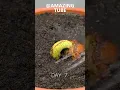 120 Days in 1 Min - Growing Durian Tree From Seed #timelapse #AmazingTube-1 #amazingtube #Tube2310