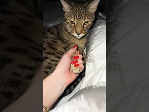 Why is he like this 😭 #cat #funnycats #cutecat