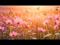 No Ads Morning Relaxing Music Calm Positive Energy Gentle Stress Relief