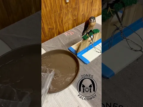 Refills for the king! #josetheamericankestrel