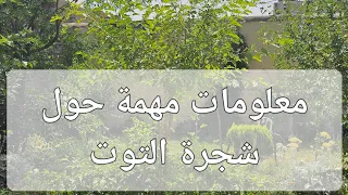 معلومات عن شجرة التوت   أشجار تتحمل الحرارة وقلة الماء دندنها