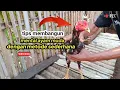 Download Lagu tips membangun mental ayam muda dengan metode sederhana | Kokok Petok