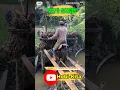 Download Lagu 😱AMAZING. Oil palm motorbike taxis in Indonesia. #shorts #palmoil #taxidriver #amazing