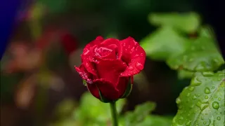 don williams some broken hearts never mend with lyrics