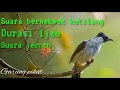 Download Lagu suara pikat kutilang 1jam