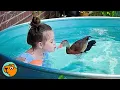 Download Lagu Wild Duck Can’t Wait To Swim With His Best Friend | Cuddle Buddies
