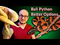 DO NOT Get A Ball Python These Snakes Are Better Top 5 SURPRISING Ball Python Alternatives