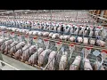 Download Lagu How 🐷🥩 PORK Is MADE in Modern FACTORIES  | The World’s #1 Meat