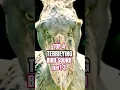 Download Lagu Jangan ganggu burung ini! #hewan #burung #suaraburung