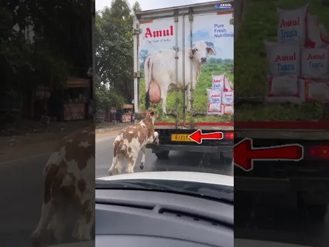 गाय पागल हो गई ✋ | #shorts