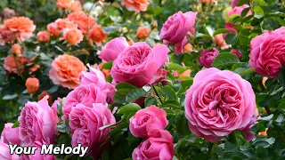 A Beautiful Melody That Will Make You Cry One Of The Most Beautiful Spring Melodies 