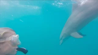 We SWAM with DOLPHINS! Sailing the Spanish Virgin Islands – Adventure 07 (Sailing Around the World)