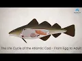 The Life Cycle of the Atlantic Cod - From Egg to Adult