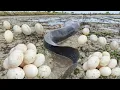 Lagu Best hand fishing - a man catch fish and pick a lot of duck eggs in a small pool at rice field