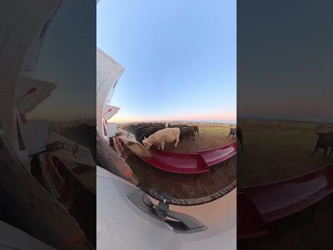 Tecnología al Servicio del Ganado 🐄⚙️