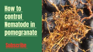 how to control nematode in pomegranate 