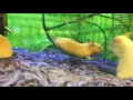 Hamster Has Epic Fail on Running Wheel