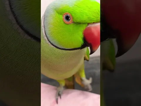 Tona lago na # Humra Sona ke # Sonu Monu Parrot #cute #birds #viral #shorts #video#pleasesubscribe🙏🙏