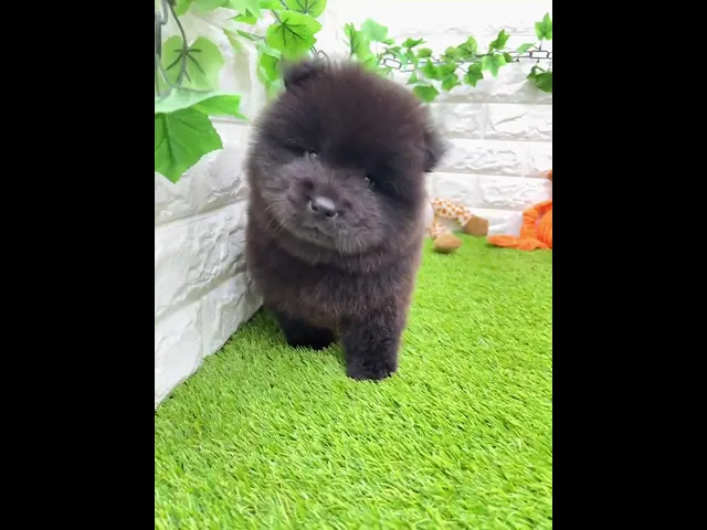 動画