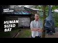 The Megabat: The World’s Largest Bat Is Bigger Than You