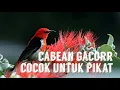 Lagu Suara pikat burung Kemade ribut , 100% ampuh untuk mikat dan masteran