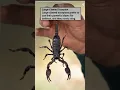 Download Lagu Top 8 Scorpion Species Suitable as Pets