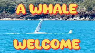 A Whale Welcome – Mad dash to Airlie Beach Sailing