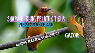 Download Suara burung pelatuk tukik tikus / sasia abnormis MP3