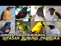 Download Lagu CEK ENAM JENIS BURUNG KEPODANG DAN BERIKUT HARGANYA DI PASAR BURUNG PRAMUKA