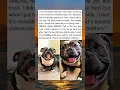 Download Lagu Frank is so cute 🥺 #shorts #cute #dog
