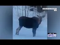 WABI Tips on what to do when you encounter a moose on the road